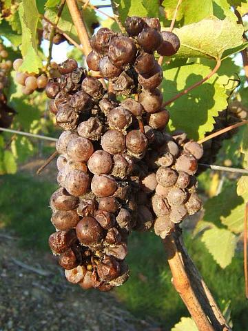 31 01.JPG - Toutes ces grappes doivent être récoltées délicatement à la main et par tris successifs pour ne récolter, à chaque passage, que celles qui correspondent à la cuvée que l'on souhaite réaliser.